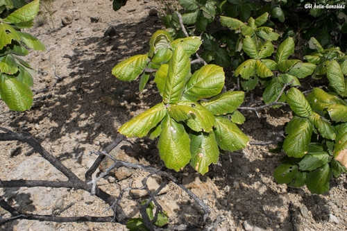 Quercus huicholensis