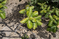 Quercus huicholensis