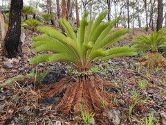Cycas