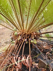 Cycas