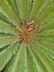 Cycas