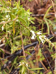 Styphelia setigera