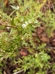 Styphelia setigera