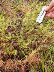 Styphelia setigera
