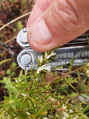 Styphelia setigera