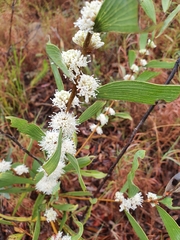 Hakea benthamii