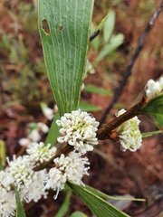 Hakea benthamii