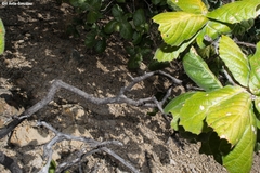 Quercus huicholensis