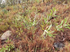Hakea benthamii