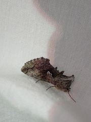 Syngrapha interrogationis