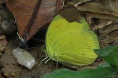 Eurema sari