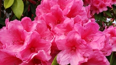 Rhododendron