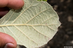 Quercus huicholensis