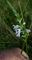 Physostegia angustifolia