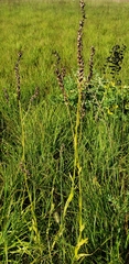 Physostegia angustifolia