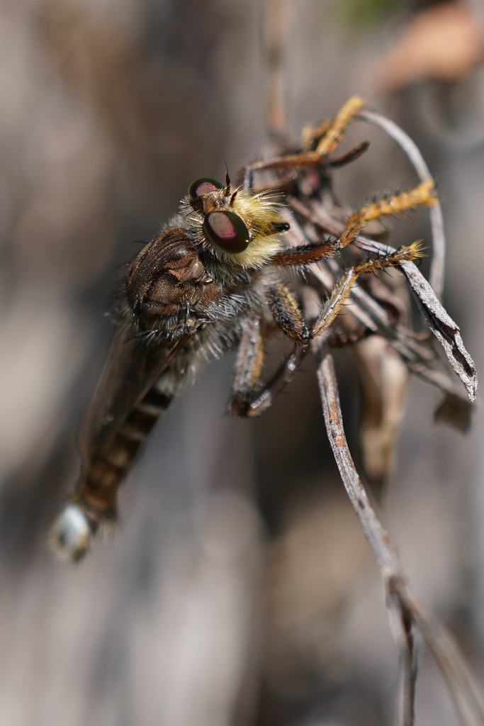 Great Plains Lion Fly