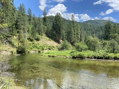 Promachus dimidiatus