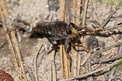 Promachus dimidiatus