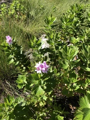 Pelargonium cucullatum strigifolium