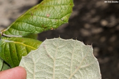 Quercus huicholensis