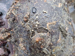 Borniola reniformis