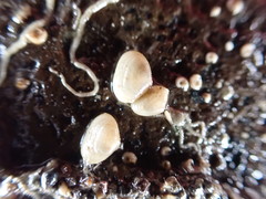 Borniola reniformis