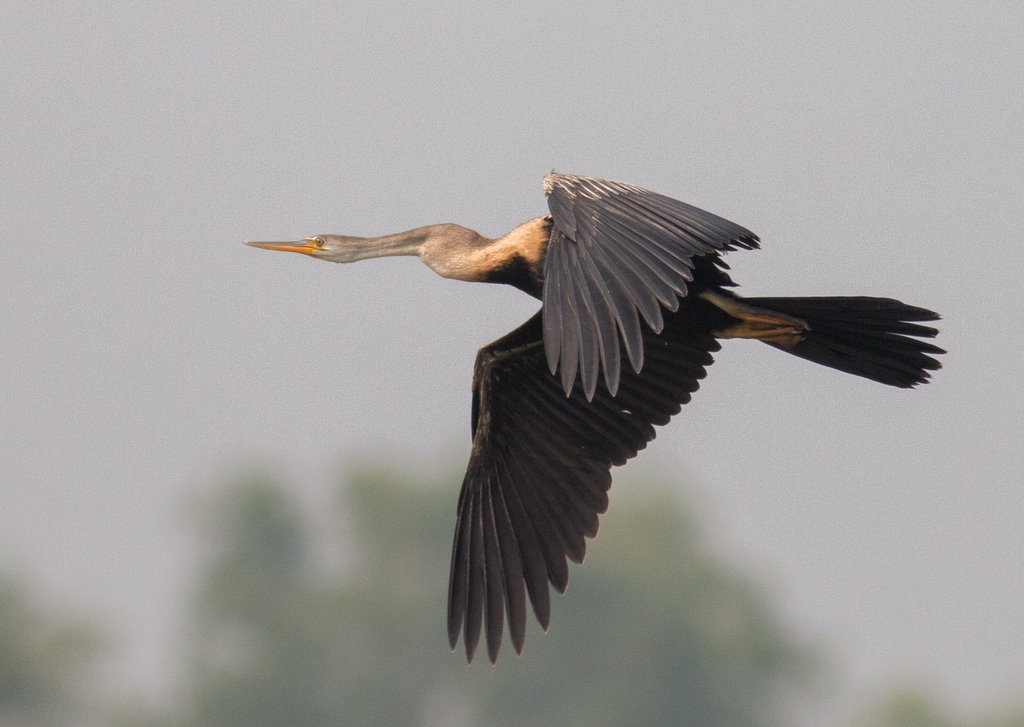 Oriental Darter in February 2020 by Md. Zaber Ansary · iNaturalist