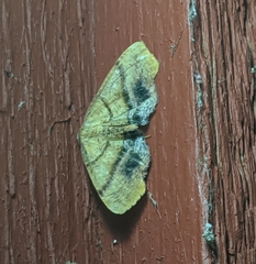 Plagodis phlogosaria