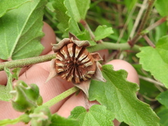 Malvastrum aurantiacum