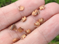 Malvastrum aurantiacum