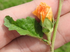 Malvastrum aurantiacum