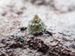 Coelotrochus viridis