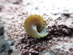 Coelotrochus viridis