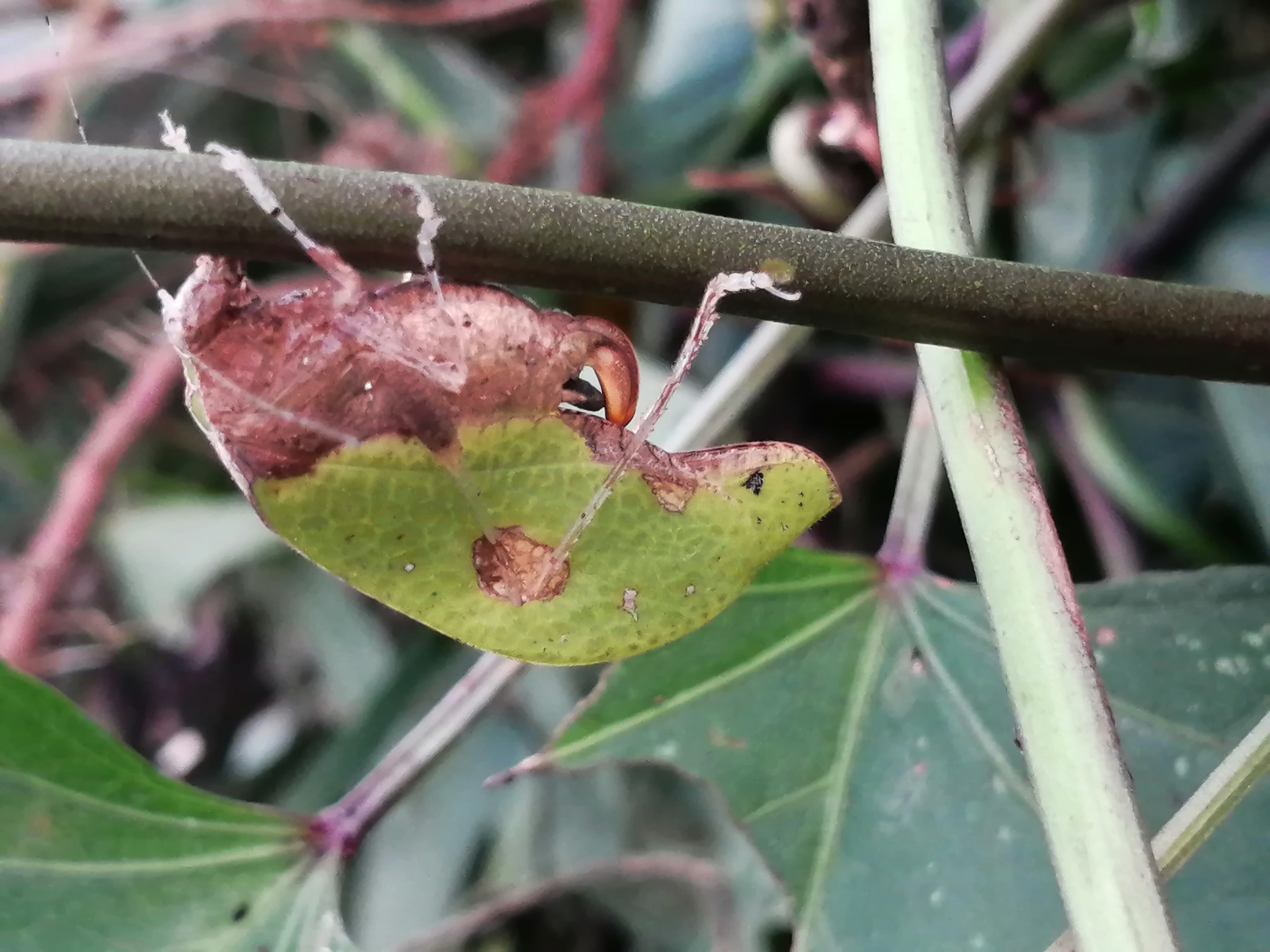 Pycnopalpa (Pycnopalpa) bicordata image