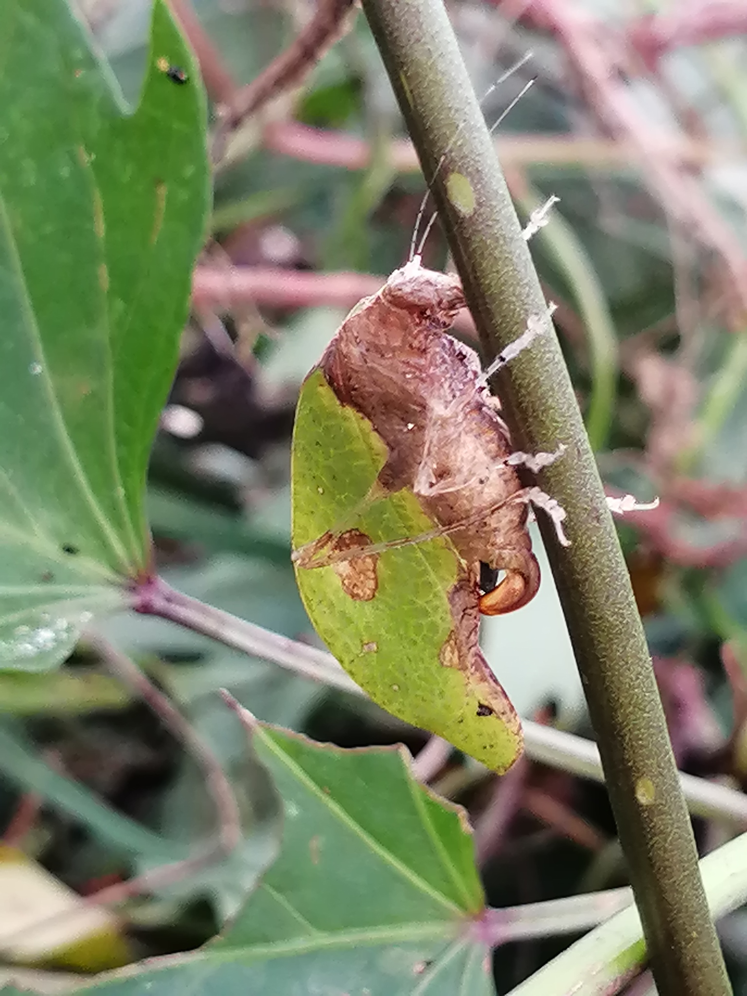 Tettigoniidae image