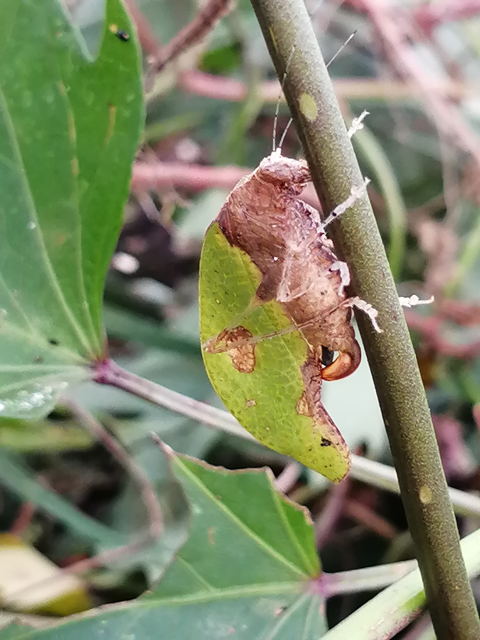 Pycnopalpina image