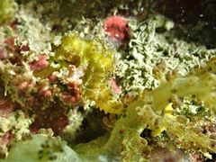 Hippocampus comes
