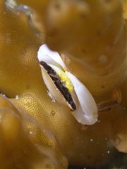 Tetralia nigrolineata