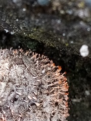Stilbella fimetaria