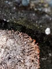 Stilbella fimetaria