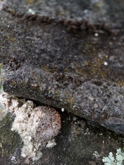Stilbella fimetaria