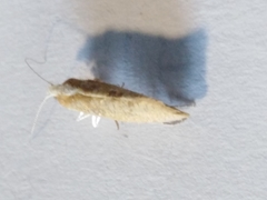 Ypsolopha lucella