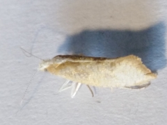 Ypsolopha lucella