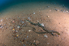 Xiphasia setifer