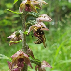 Dolichovespula sylvestris