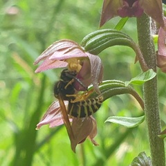 Dolichovespula sylvestris