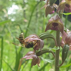 Dolichovespula sylvestris