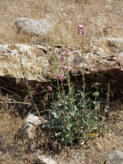 Penstemon palmeri macranthus