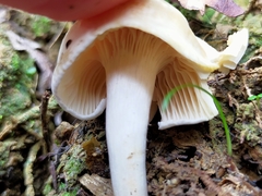 Camarophyllus pratensis gracilis