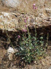 Penstemon palmeri macranthus